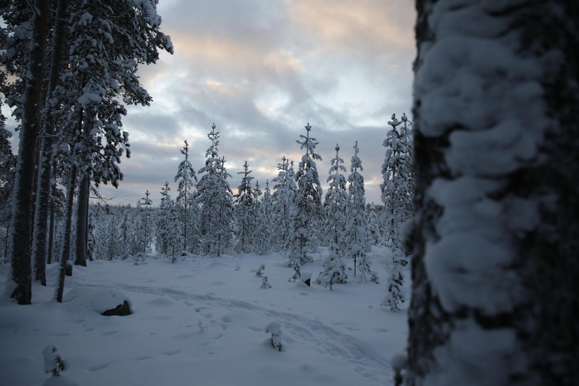 Arctic Aurora With Sauna Rovaniemi
